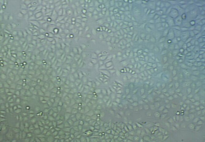 NR8383 epithelioid cells大鼠肺泡巨噬细胞系,NR8383 epithelioid cells