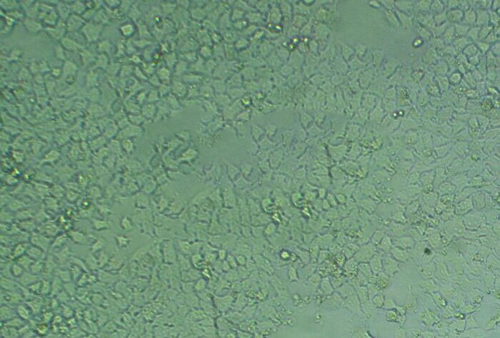 HSC-T6 epithelioid cells大鼠肝星形細(xì)胞系,HSC-T6 epithelioid cells