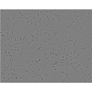 DLD-1 epithelioid cells人结直肠腺癌上皮细胞系