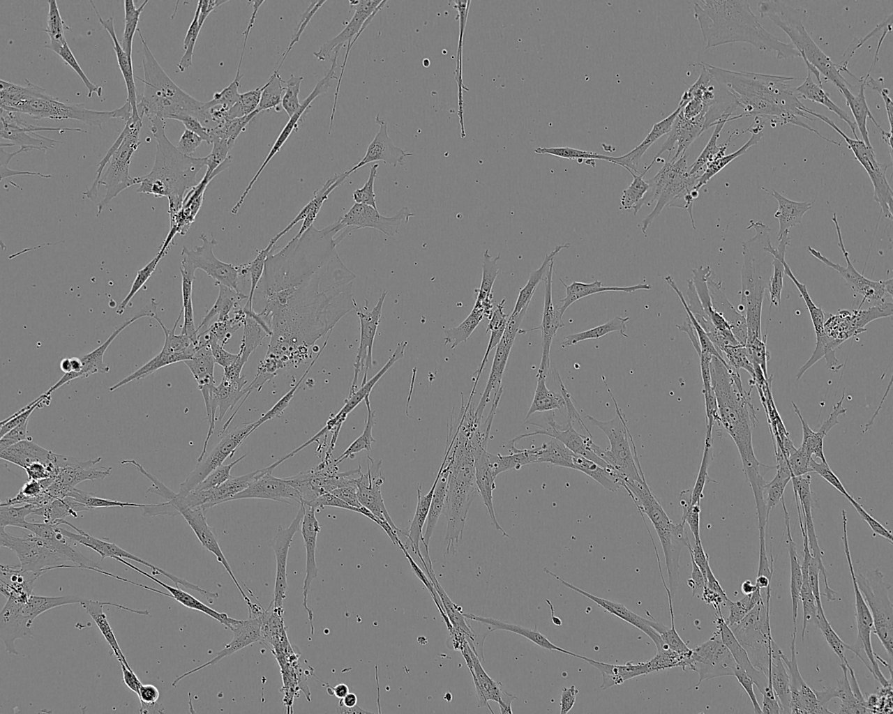 3T6-Swiss albino Cell:小鼠胚胎成纤维细胞系,3T6-Swiss albino Cell