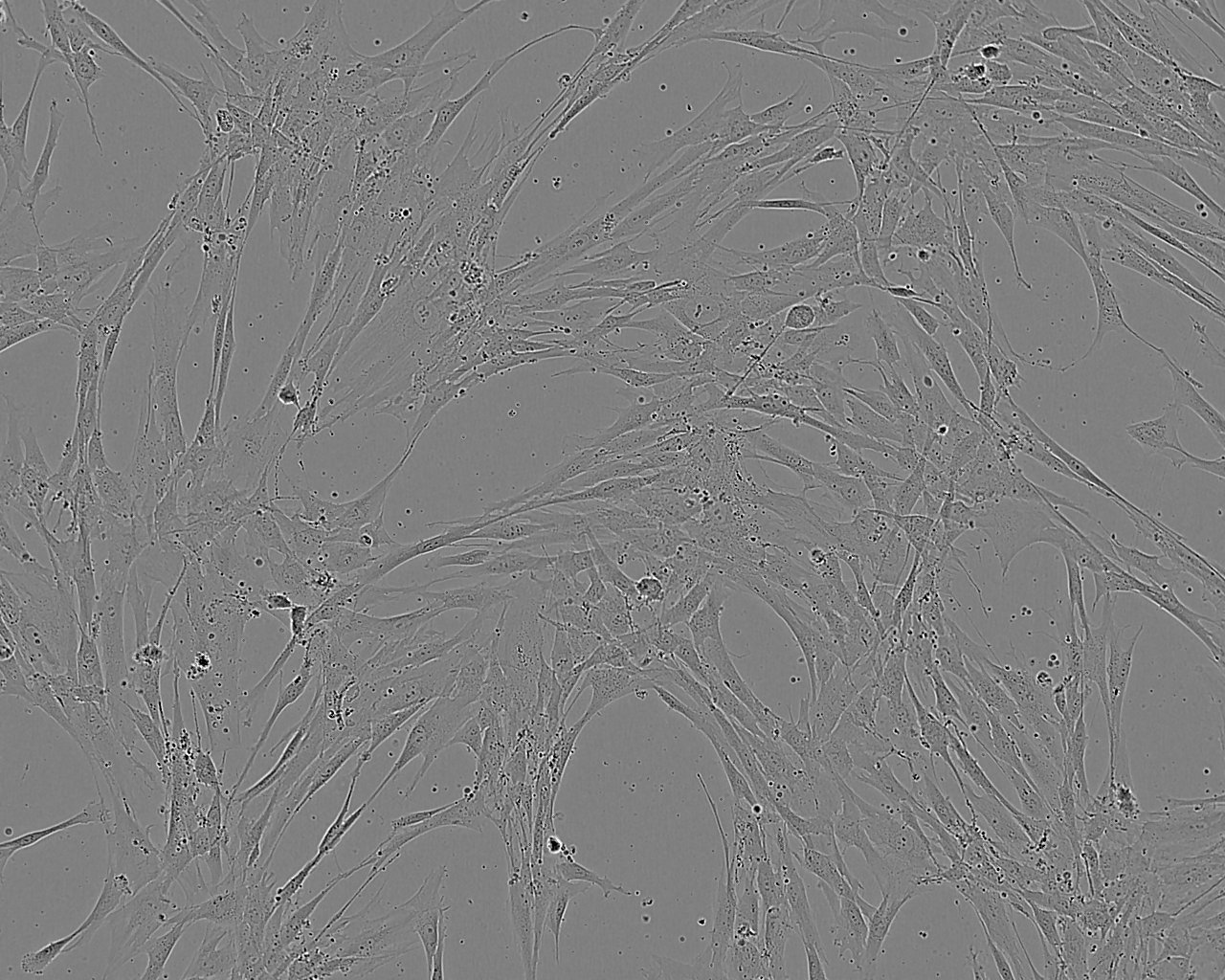 NRK-49F Cell:大鼠正常腎成纖維細胞系,NRK-49F Cell