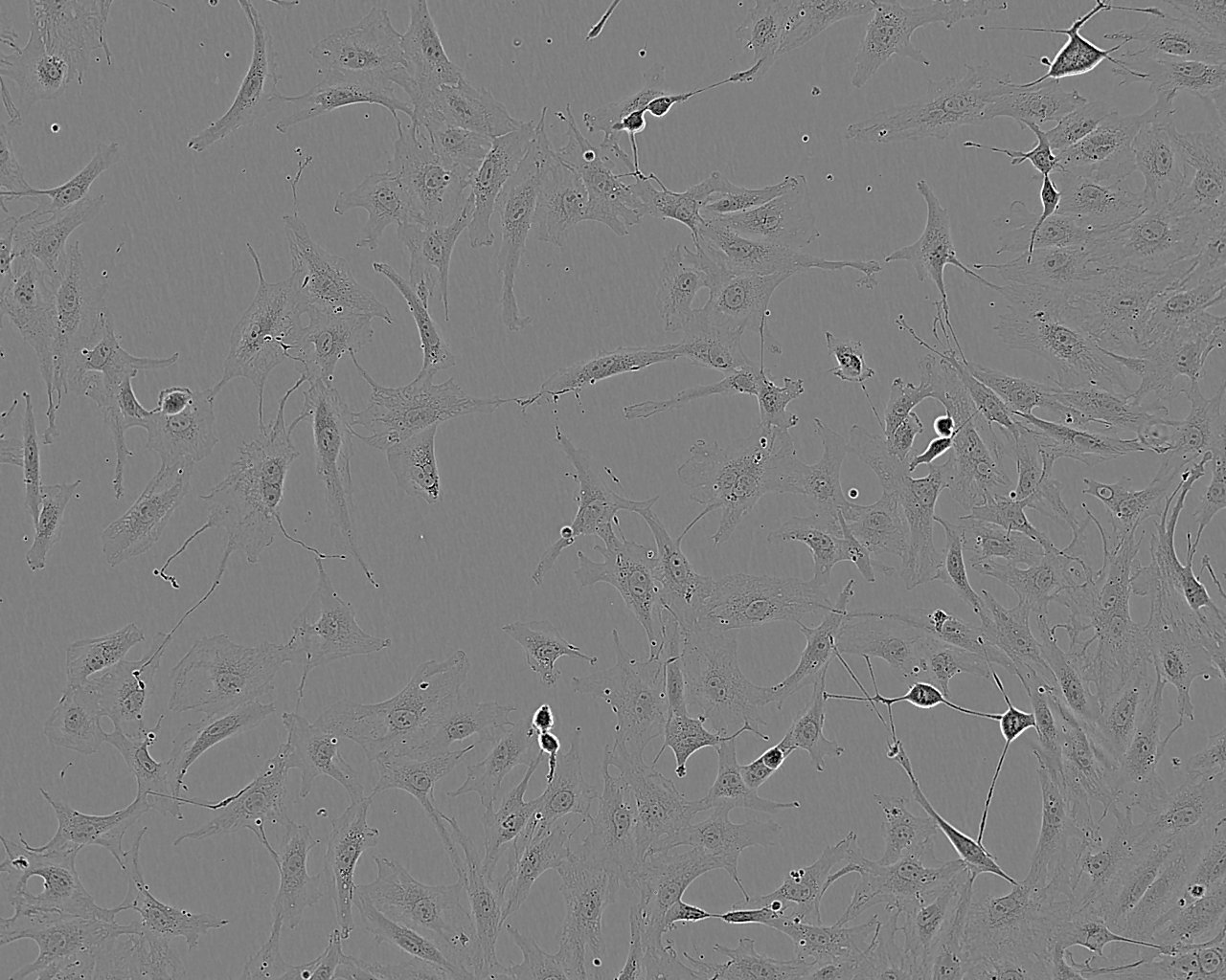 RFL-6 Cell:大鼠成纖維細胞系,RFL-6 Cell