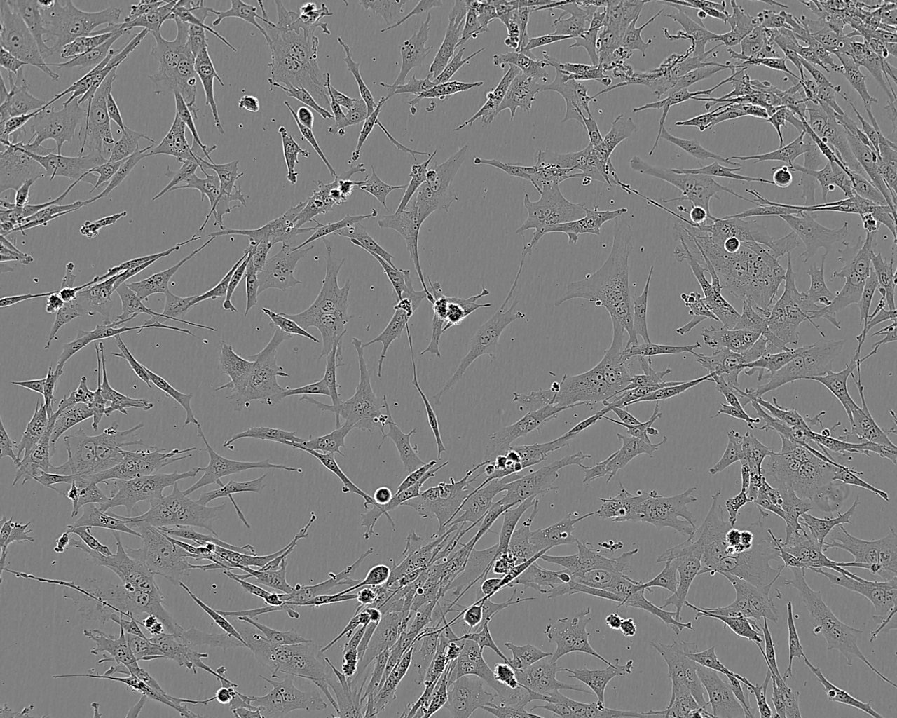 Rat1 Cell:大鼠成纤维细胞系,Rat1 Cell
