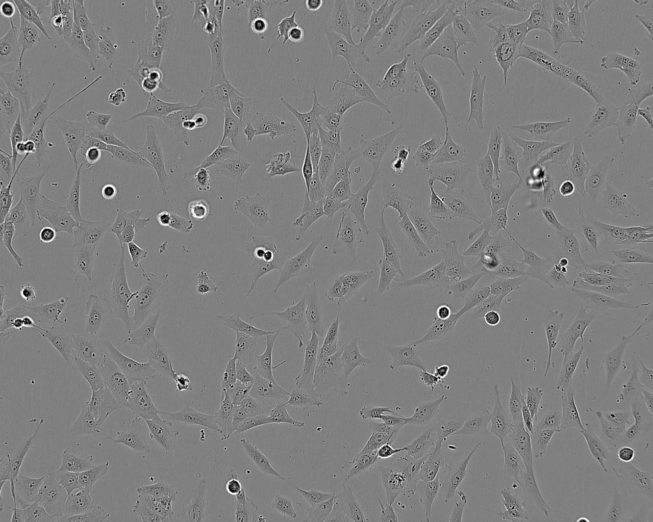 MUS-M1 Cell:小鼠小肠平滑肌细胞系,MUS-M1 Cell