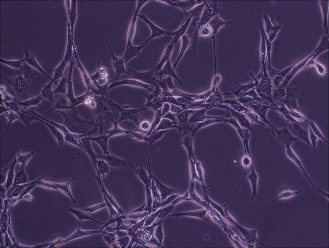 BT epithelioid cells新生牛鼻甲细胞系,BT epithelioid cells