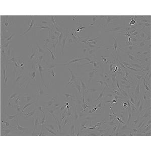 RFL-6 Cell:大鼠成纤维细胞系