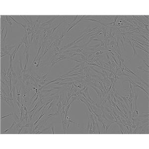 WML2 Cell:小鼠肺成纤维细胞系