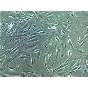 NOR-10 Cell:小鼠骨骼肌成纤维细胞系