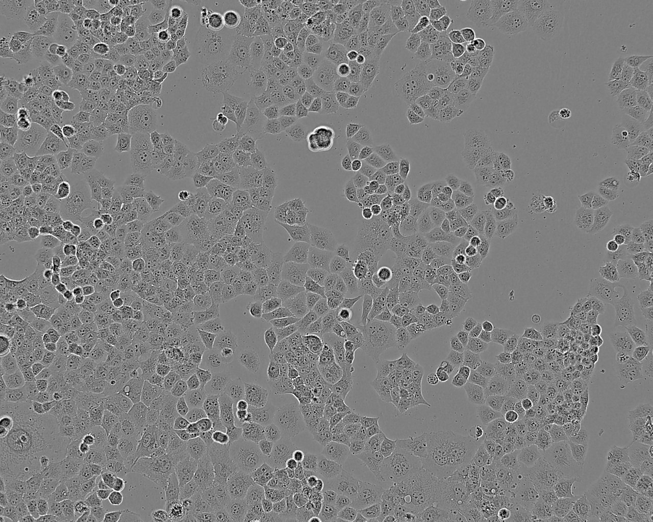 RD epithelioid cells人恶性胚胎横纹肌瘤细胞系,RD epithelioid cells