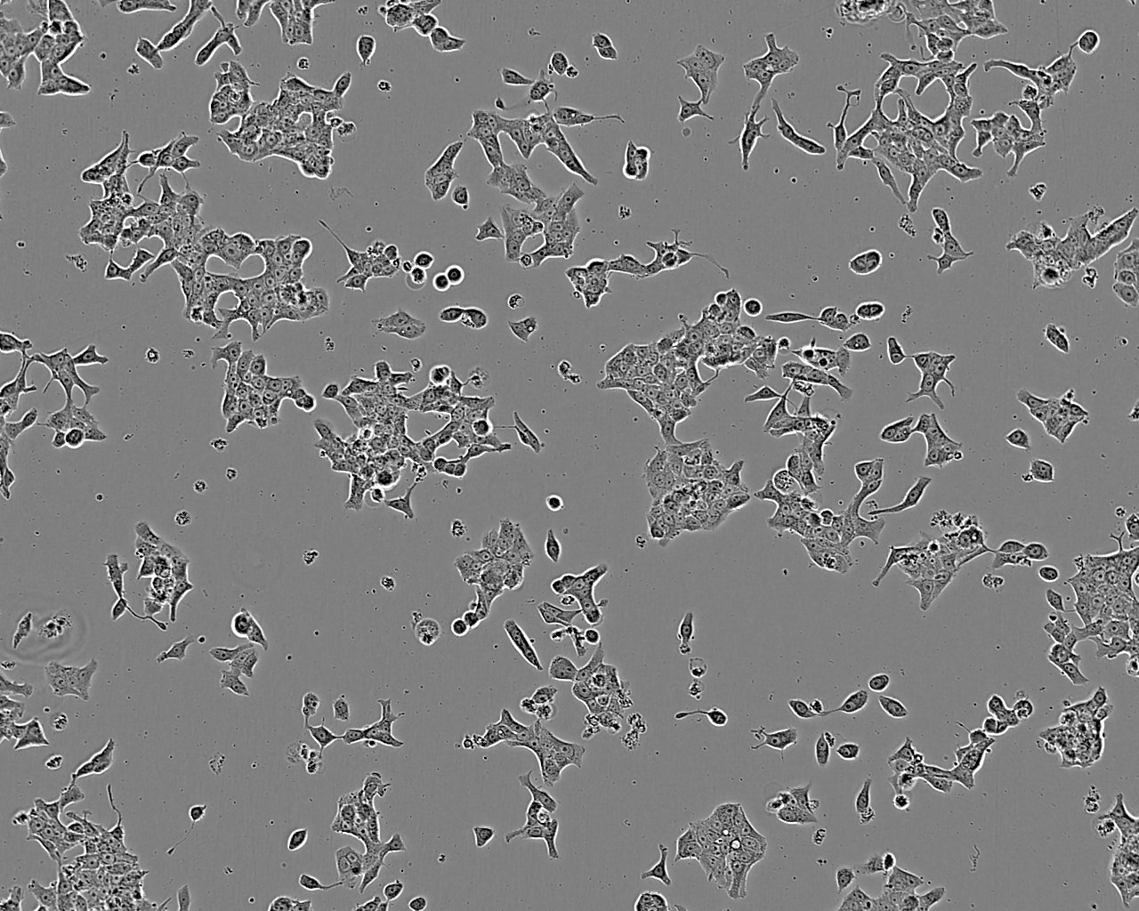 KP-N-YN epithelioid cells人平滑肌细胞系,KP-N-YN epithelioid cells