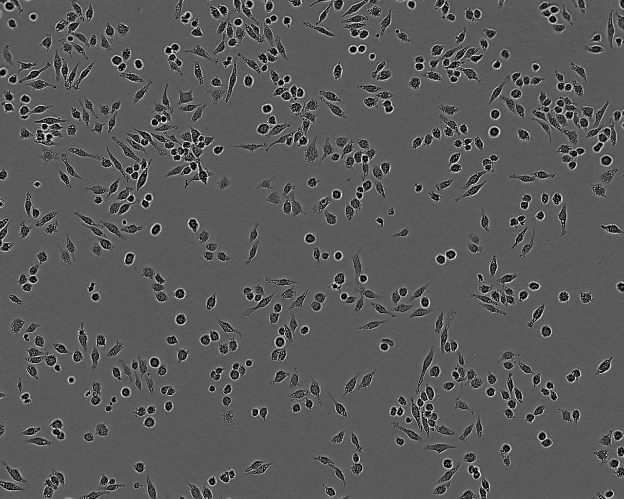 KP4 epithelioid cells人胰腺癌细胞系,KP4 epithelioid cells