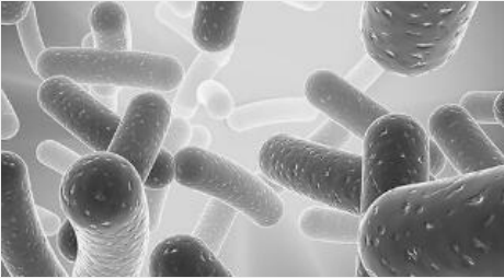 CFDA SE细胞增殖与示踪检测试剂盒,CFDA SE Cell Proliferation Assay and Tracking Kit