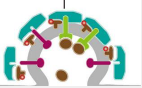 Annexin V-PE/7-AAD双染细胞凋亡检测试剂盒,Annexin V-PE/7-AAD Apoptosis Detection Kit