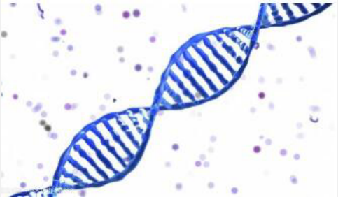 Annexin V-APC细胞凋亡检测试剂盒,Annexin V-APC Apoptosis Detection Kit