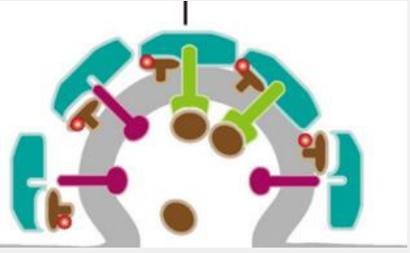 蛋白A纯化预装柱,Protein A 4FF Chromatography Column, 1ML