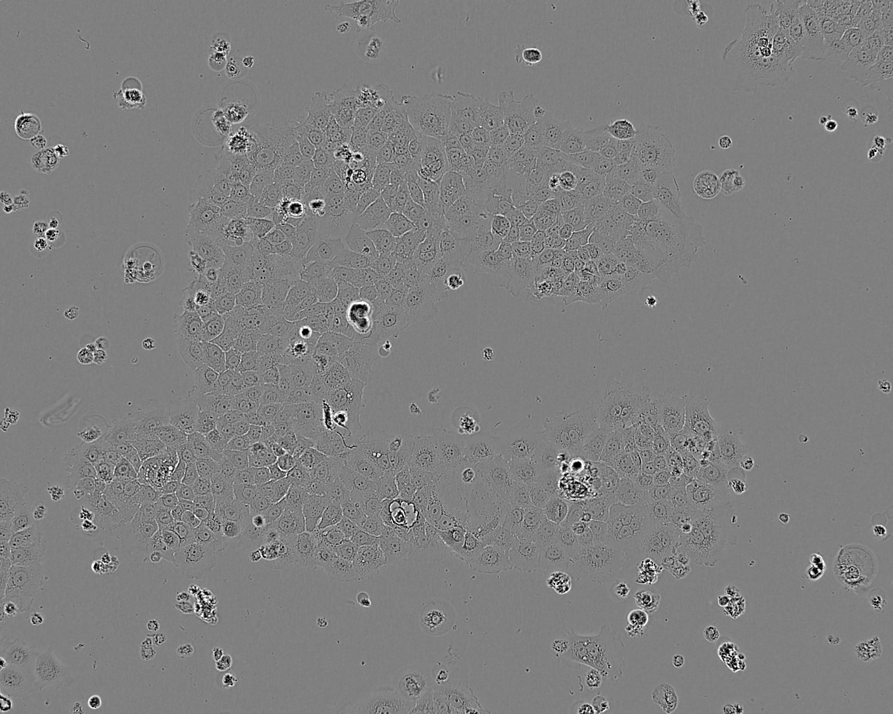 8505C epithelioid cells人甲状腺癌细胞系,8505C epithelioid cells