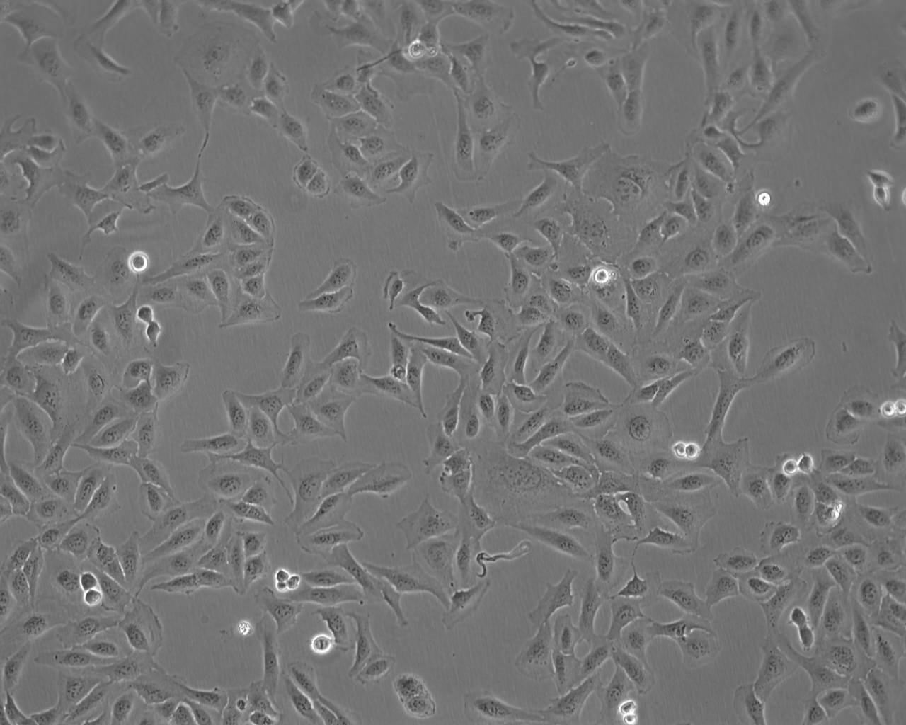 HSC-3 epithelioid cells人口腔鳞癌细胞系,HSC-3 epithelioid cells