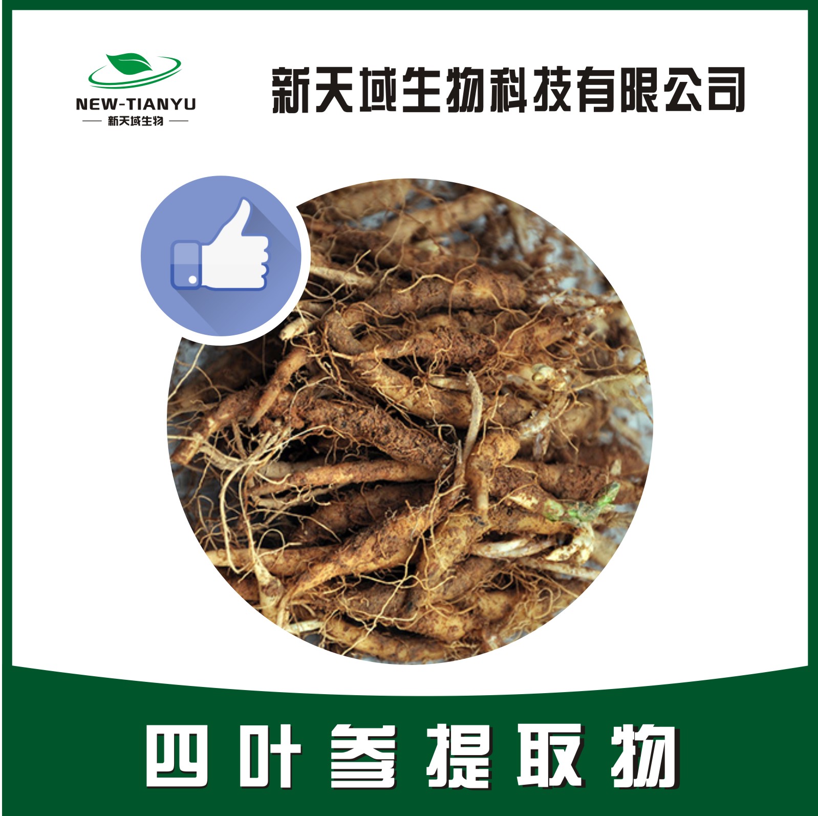 四叶参提取物,Radix Codonopsis Lanceolatae、Lance Asiabell Root、Root of Lance Asiabell