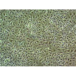 NCI-H2066 epithelioid cells人肺癌细胞系