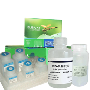 细胞凋亡检测试剂盒(Annexin V-Alexa Fluor 488/PI),Annexin V-Alexa Fluor 488/PI Apoptosis Detection Kit