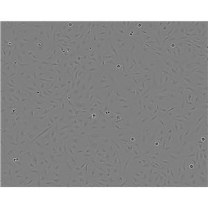 AAV-293 epithelioid cells腺病毒转化的人胚肾细胞系,AAV-293 epithelioid cells