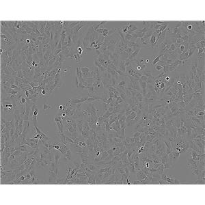 BA/F3 epithelioid cells小鼠原B细胞系