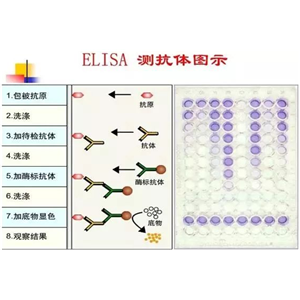 小鼠巨噬细胞炎性蛋白1β酶联免疫试剂盒,Mouse MIP-1 beta/CCL4 ELISA KIT