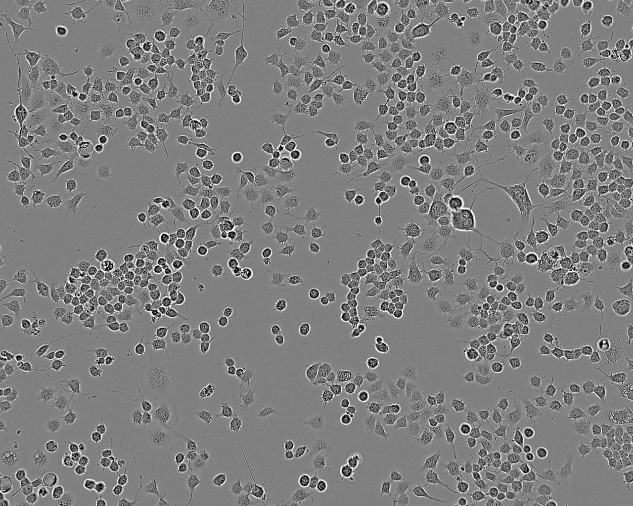 PC-3M epithelioid cells人前列腺癌细胞系,PC-3M epithelioid cells