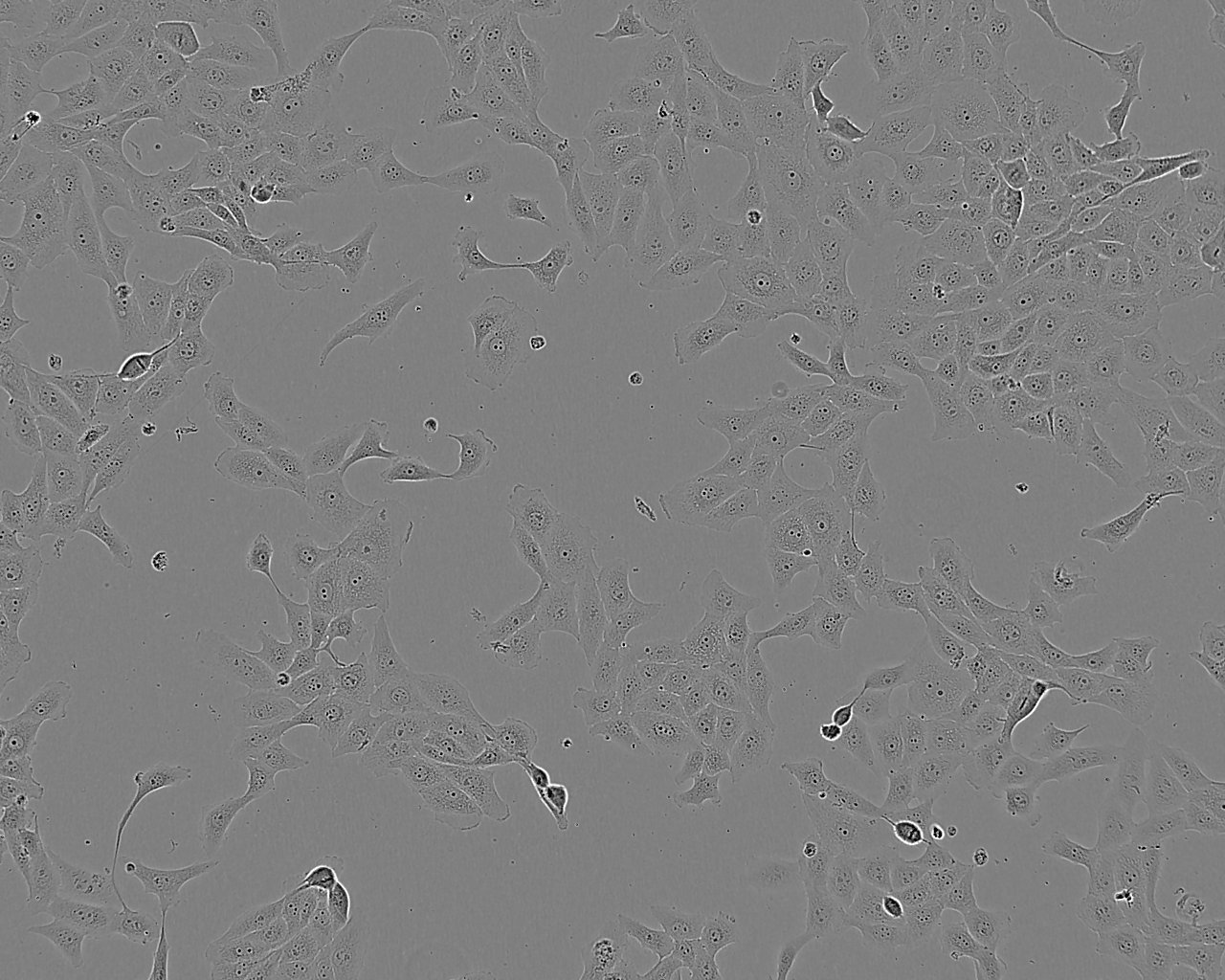 COLO 201 epithelioid cells人结直肠腺癌细胞系,COLO 201 epithelioid cells