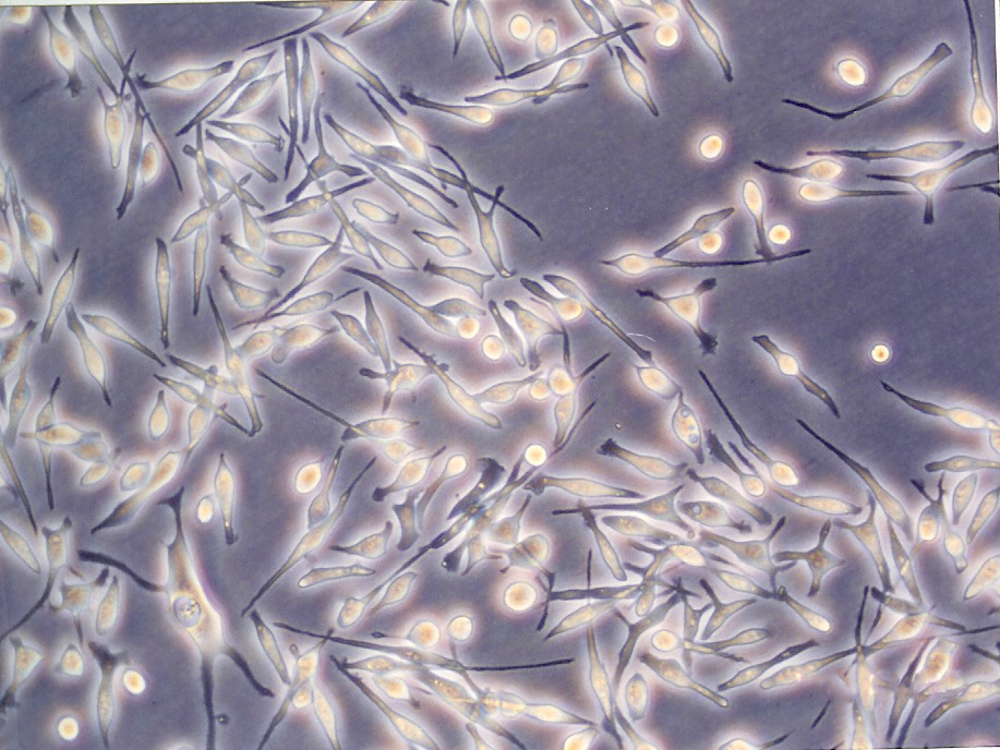 NS20Y epithelioid cells小鼠神经母细胞瘤细胞系,NS20Y epithelioid cells