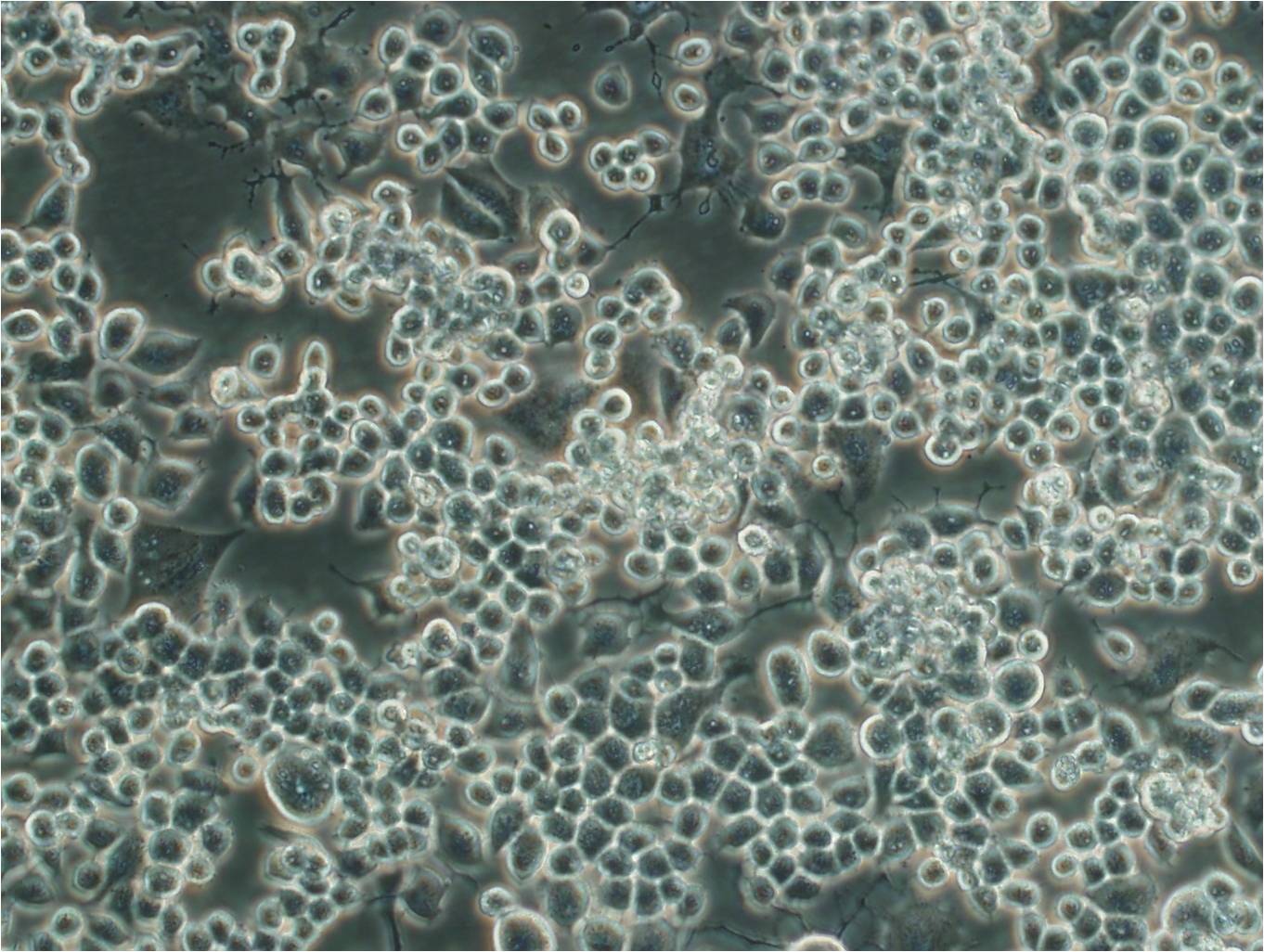 CL1-0 epithelioid cells人肺腺癌细胞系,CL1-0 epithelioid cells