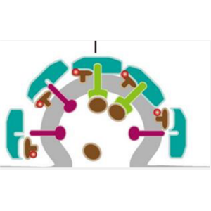 TUNEL原位细胞凋亡检测试剂盒(FITC),In Situ Cell Apoptosis Detection Kit,FITC