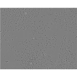 PK-15 epithelioid cells猪肾细胞系