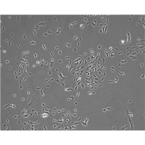 SK-N-BE(2)-C epithelioid cells人神经母细胞瘤细胞系