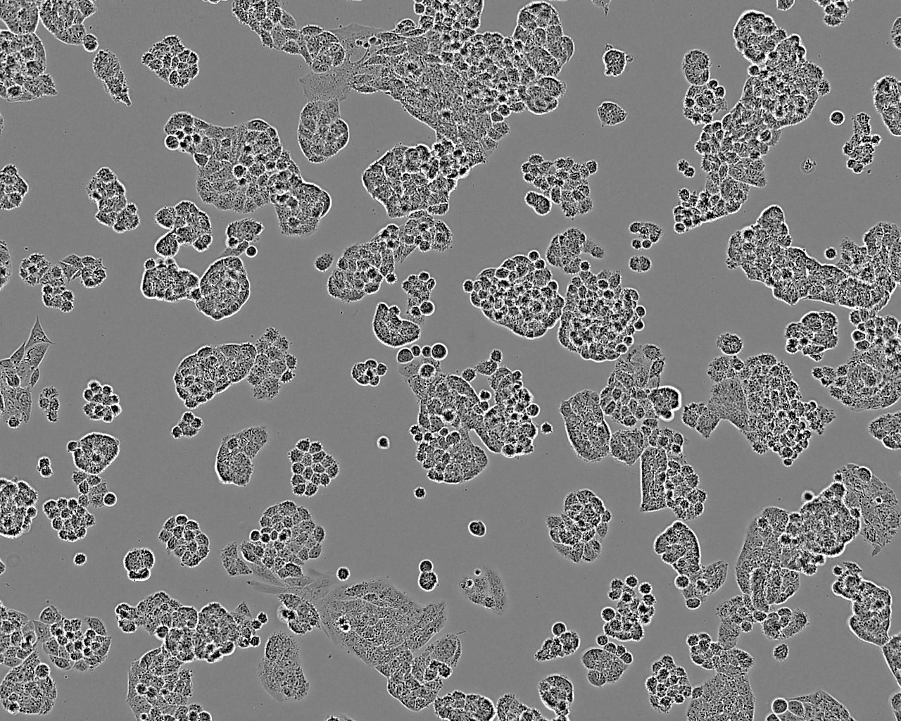 UPCI-SCC-090 epithelioid cells人口腔鳞癌细胞系,UPCI-SCC-090 epithelioid cells