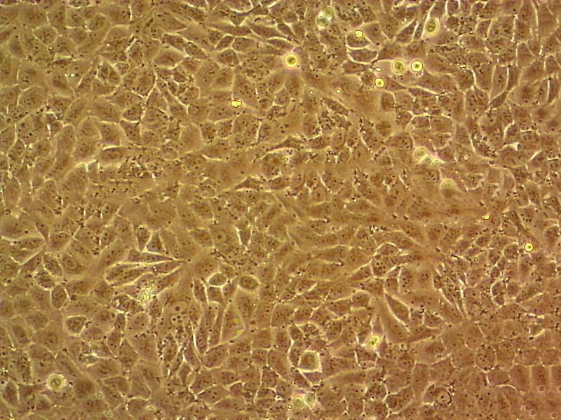 MN9D epithelioid cells小鼠中脑多巴胺能神经元细胞系,MN9D epithelioid cells
