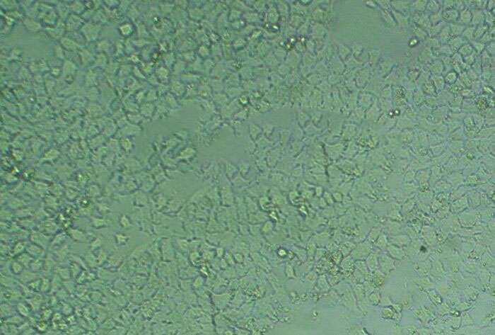 CMT93 epithelioid cells小鼠结肠癌细胞系,CMT93 epithelioid cells