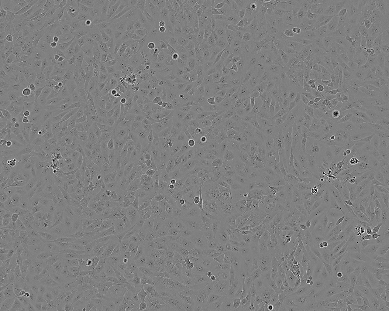 FHs 74 Int epithelioid cells人小肠正常细胞系,FHs 74 Int epithelioid cells