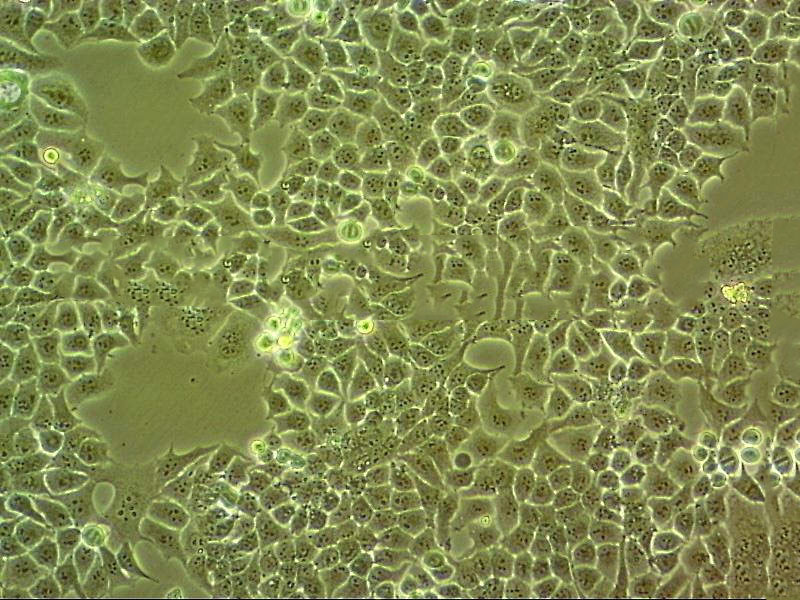 SVG p12 epithelioid cells人星形胶质细胞系,SVG p12 epithelioid cells