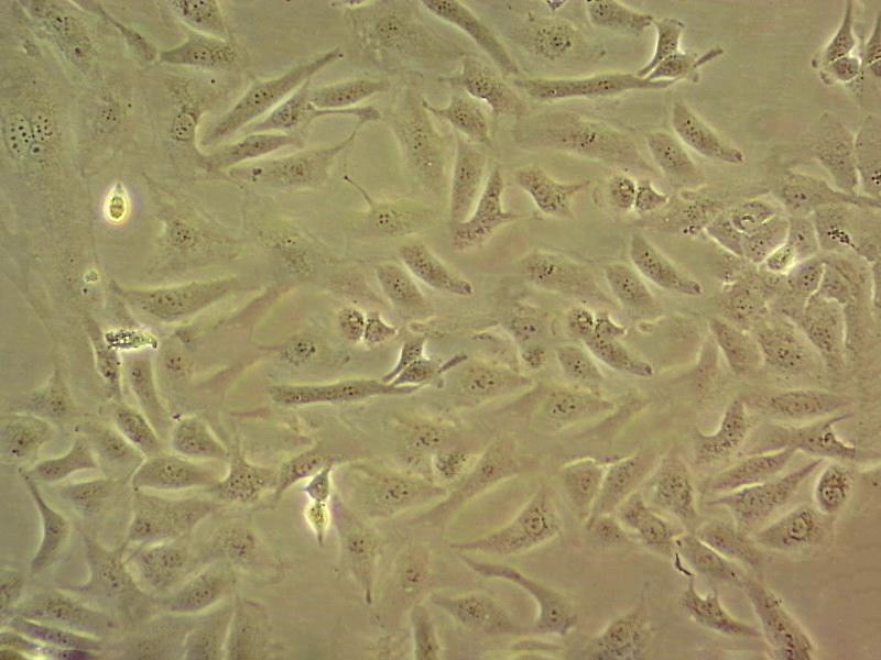 PLA-801C epithelioid cells人肺巨细胞癌细胞系,PLA-801C epithelioid cells