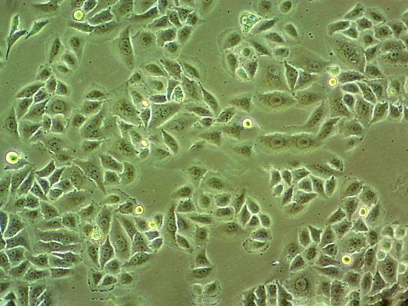 MCF-12A epithelioid cells人乳腺上皮细胞系,MCF-12A epithelioid cells