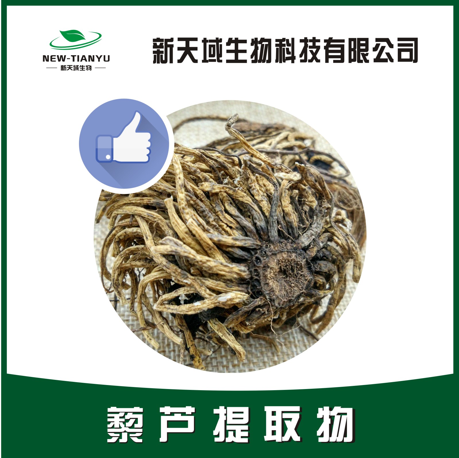 藜芦提取物,Radix Et Rhizoma Veratri Nigri。