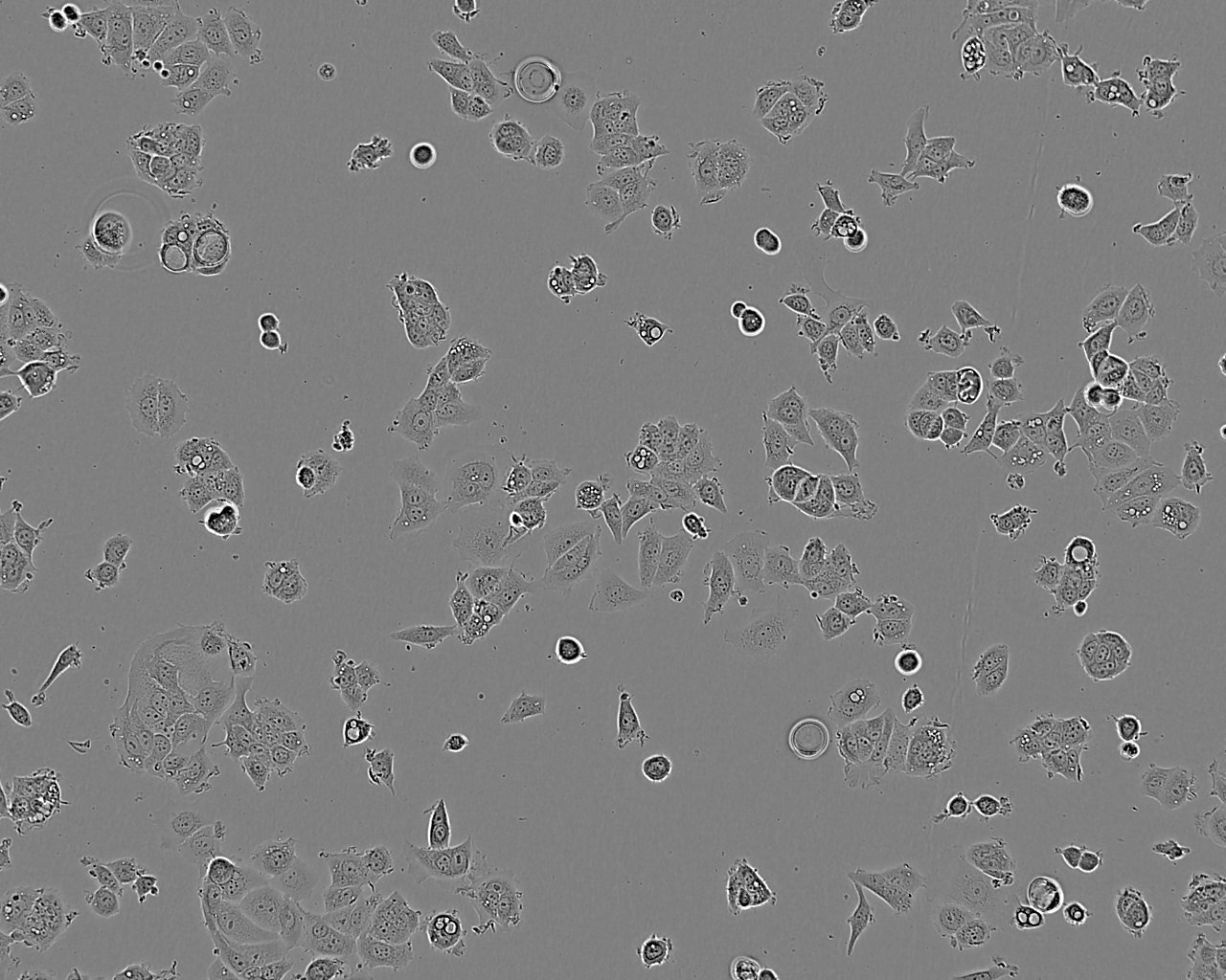 MIHA epithelioid cells正常人肝细胞系,MIHA epithelioid cells