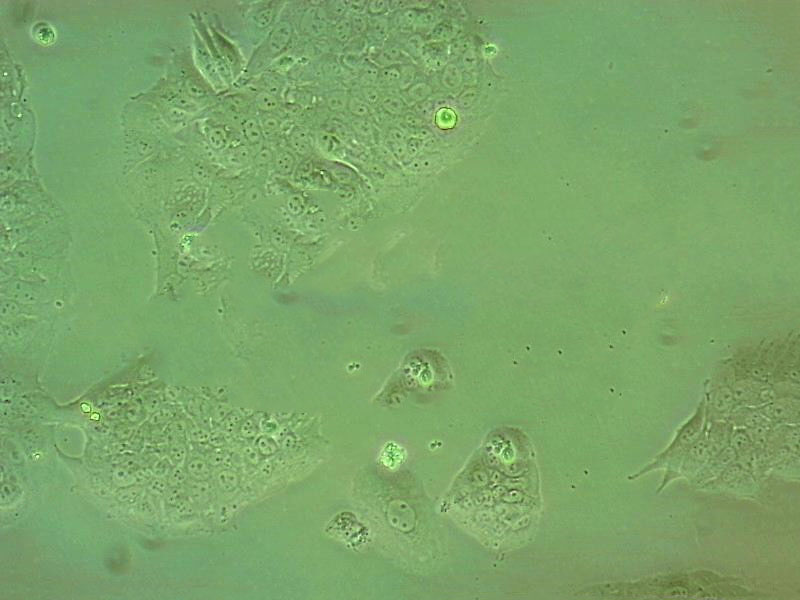 M-1 epithelioid cells小鼠腎集合管細胞系,M-1 epithelioid cells