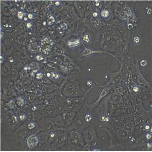 MCF-10A epithelioid cells人正常乳腺上皮细胞系