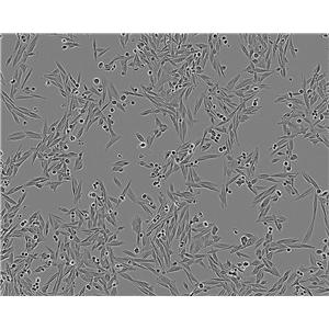 M2-10B4 epithelioid cells小鼠骨髓纤维原细胞系