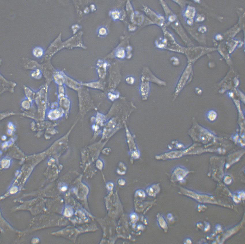 3T6-Swiss albino fibroblast cells小鼠胚胎成纖維細(xì)胞系,3T6-Swiss albino fibroblast cells