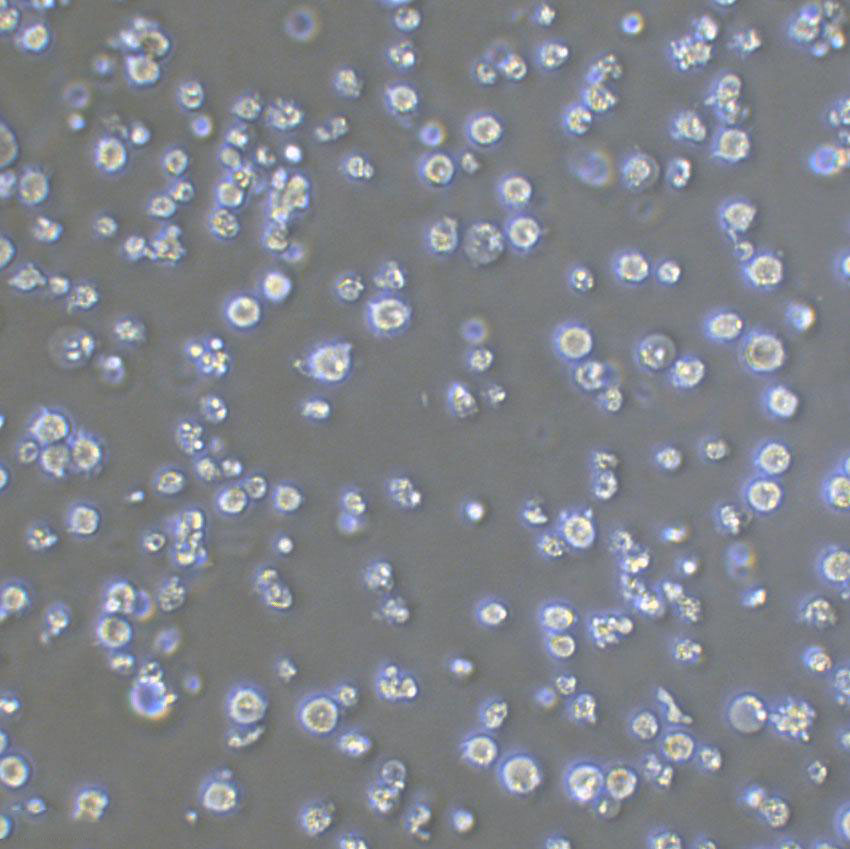 NCI-BL1339 Lymphoblastoid cells人B淋巴细胞系,NCI-BL1339 Lymphoblastoid cells