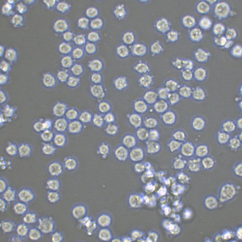 KG-1a Lymphoblastoid cells人急性骨髓白血病细胞系,KG-1a Lymphoblastoid cells