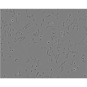 HMO6 epithelioid cells人小胶质细胞系,HMO6 epithelioid cells